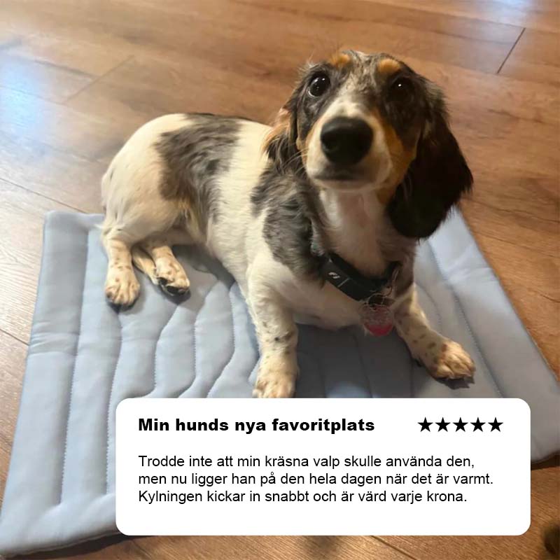 Kylande Matta För Hundar